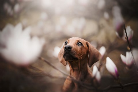 Carnivore, snout Hintergrundbilder