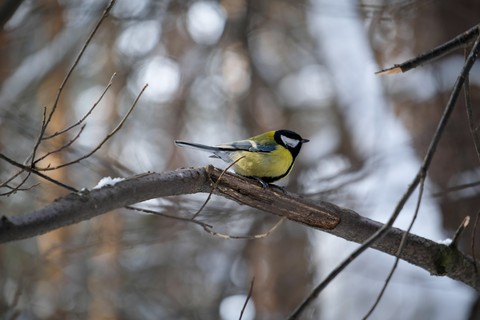 walk in the pine forest