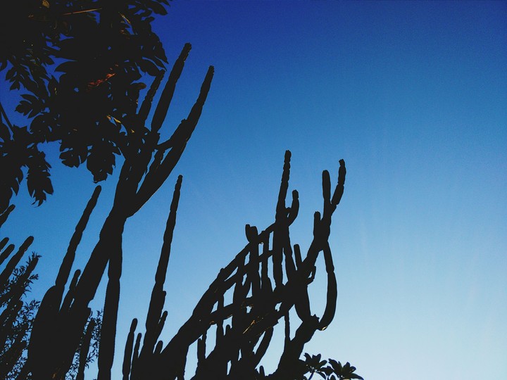 Cactus