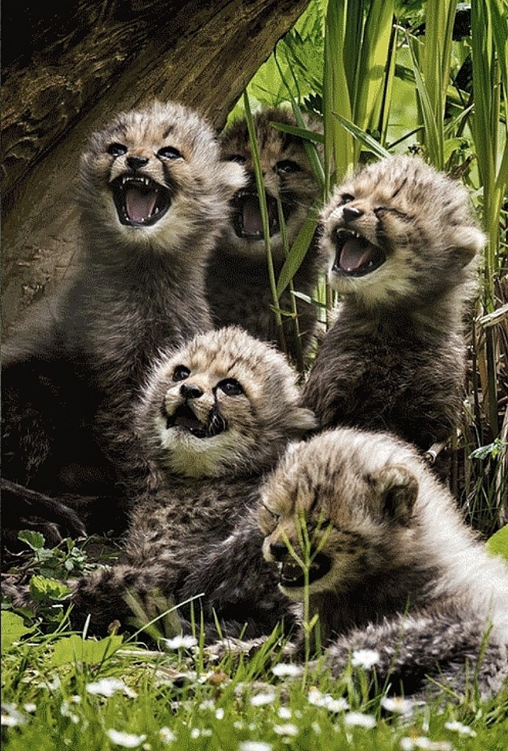 A terrifying predator