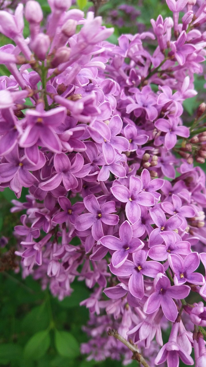 purple flower