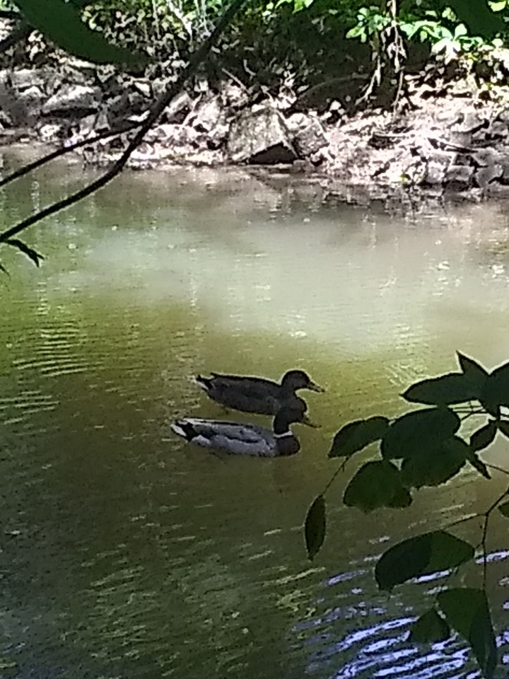 Duck Duck Goose