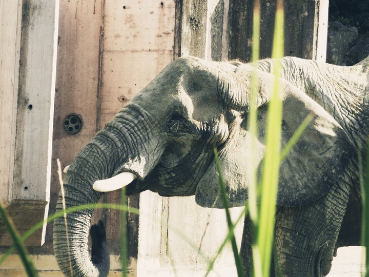 Elephant