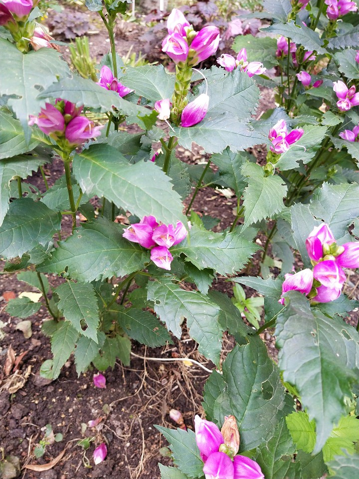 flowers
