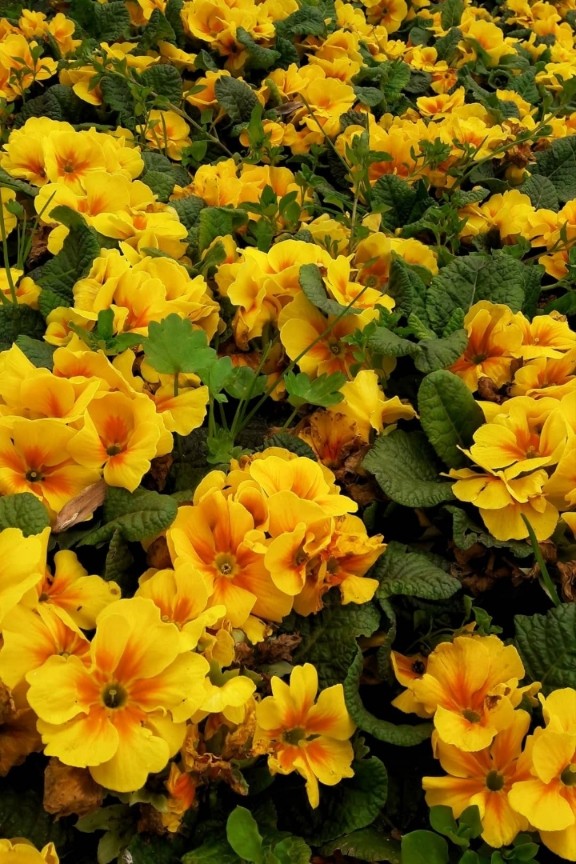 Yellow Flowers