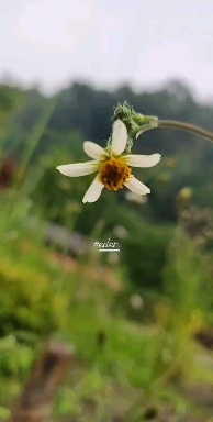 mellow