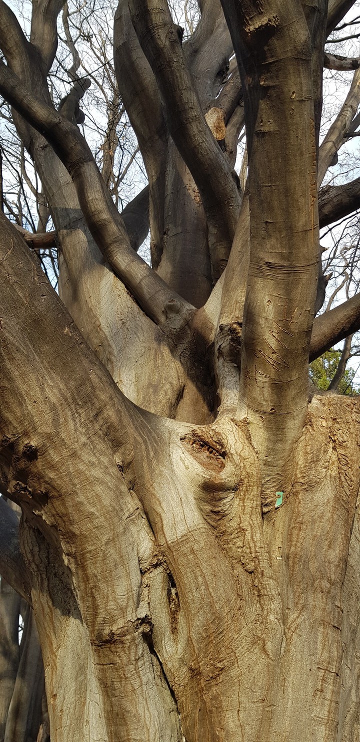 arbre