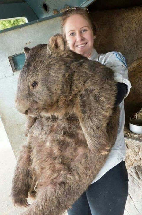 Animals