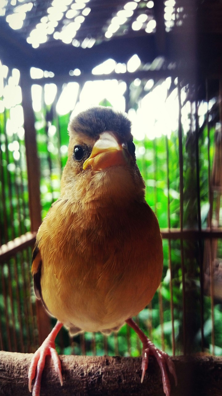 my bird