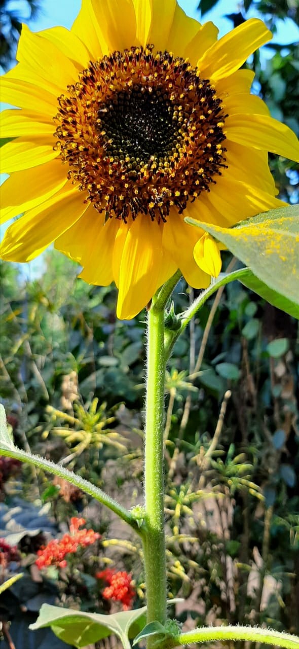 sunflower