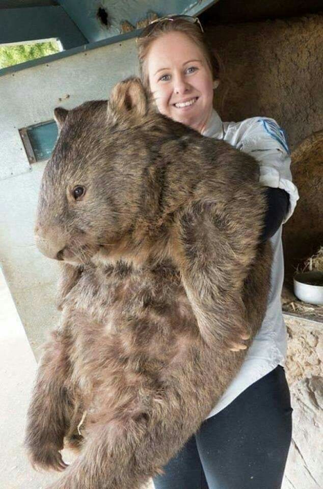Animals