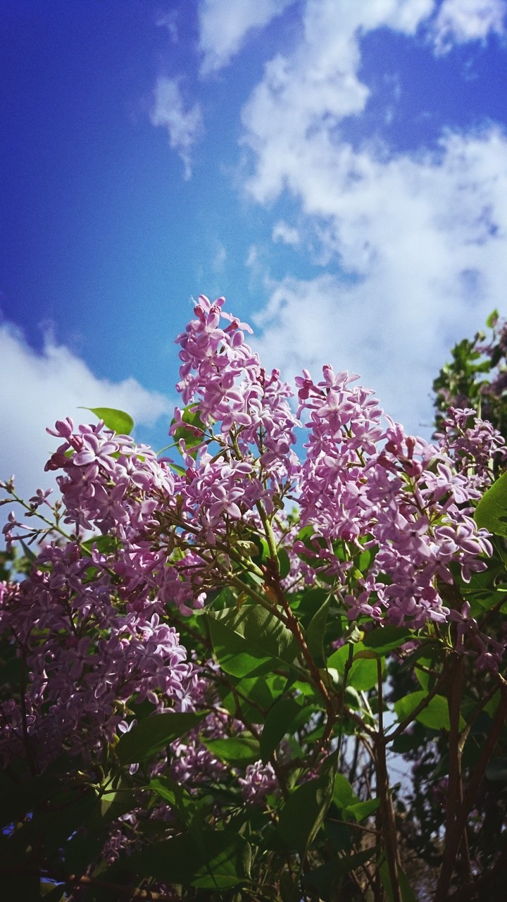 syringa