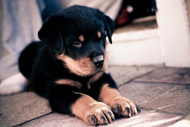 cutee