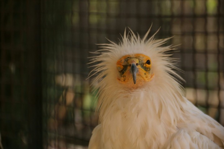 bird