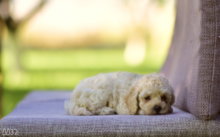 puppy