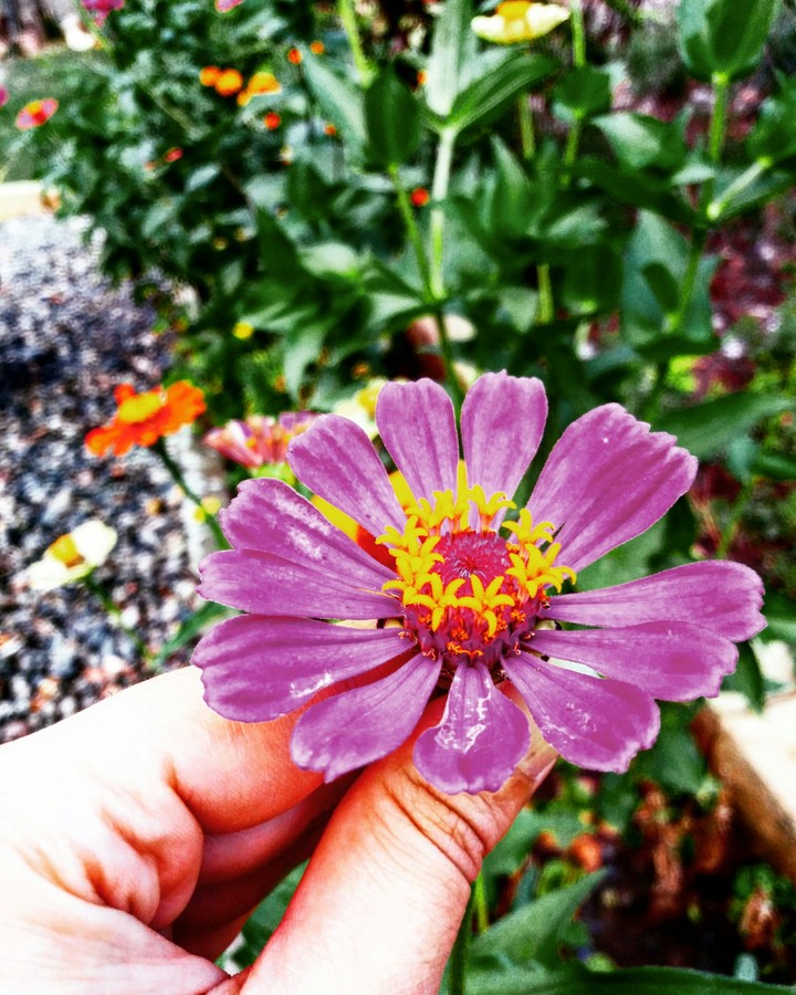 flowers