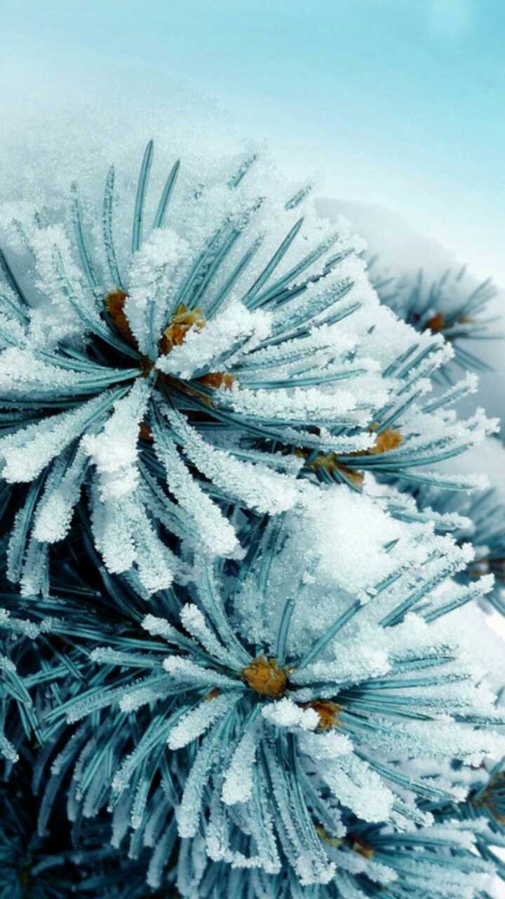 Цветы