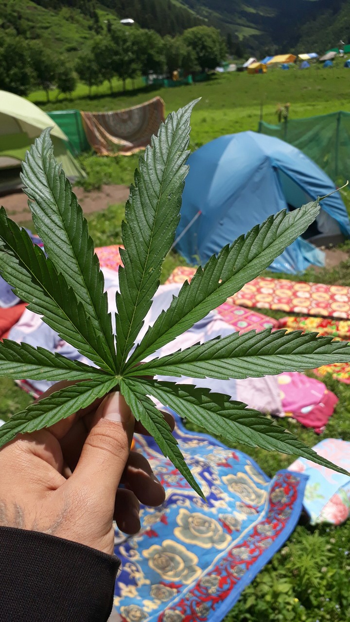 marijuana