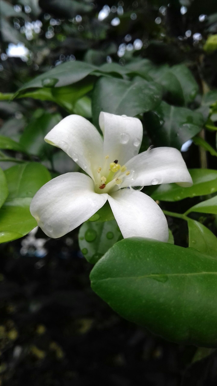 white flower