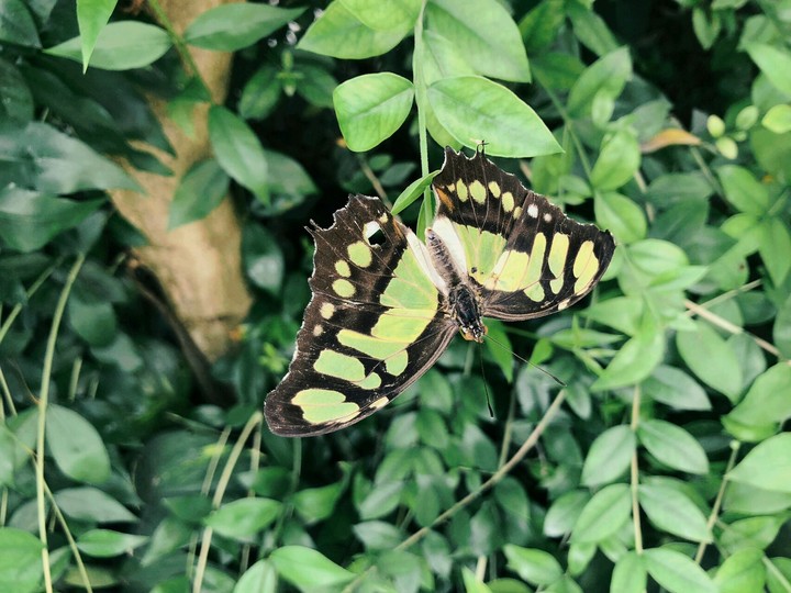 butterfy
