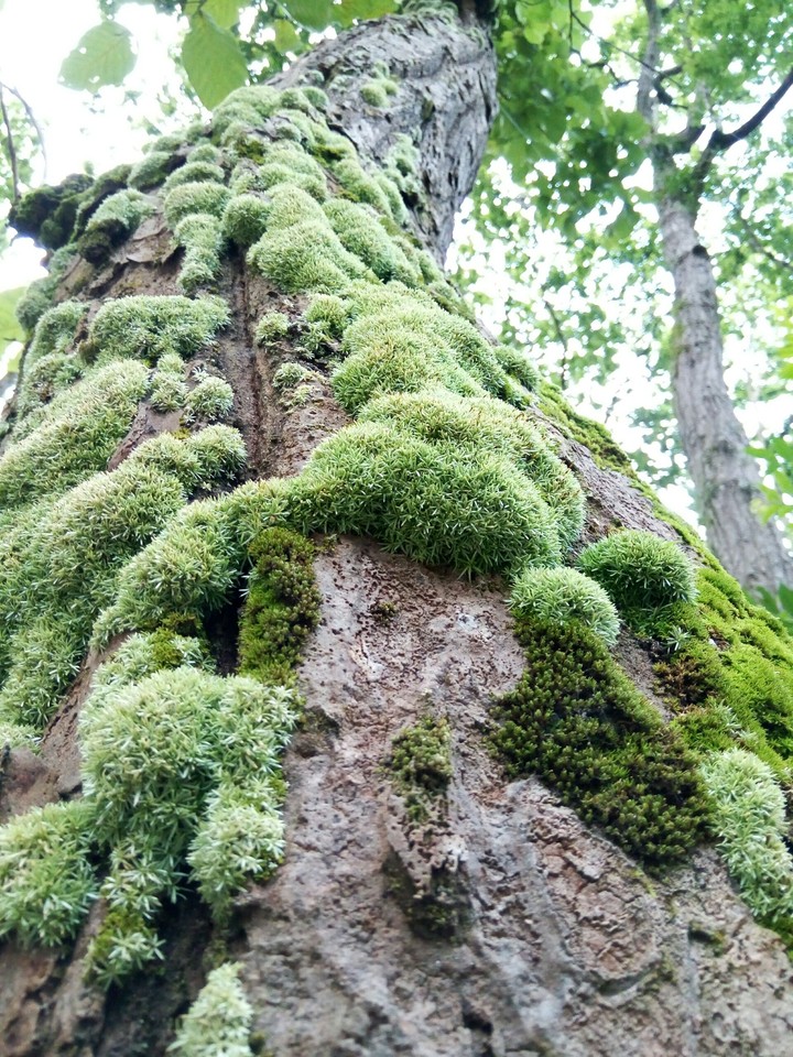 Tree buddy