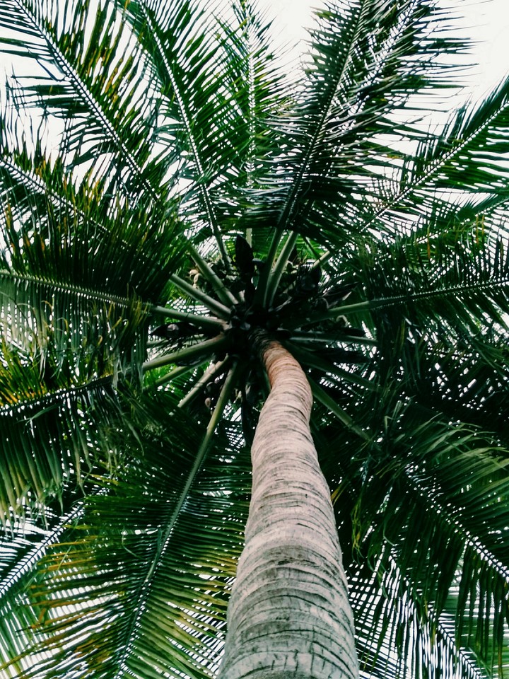 palm tree