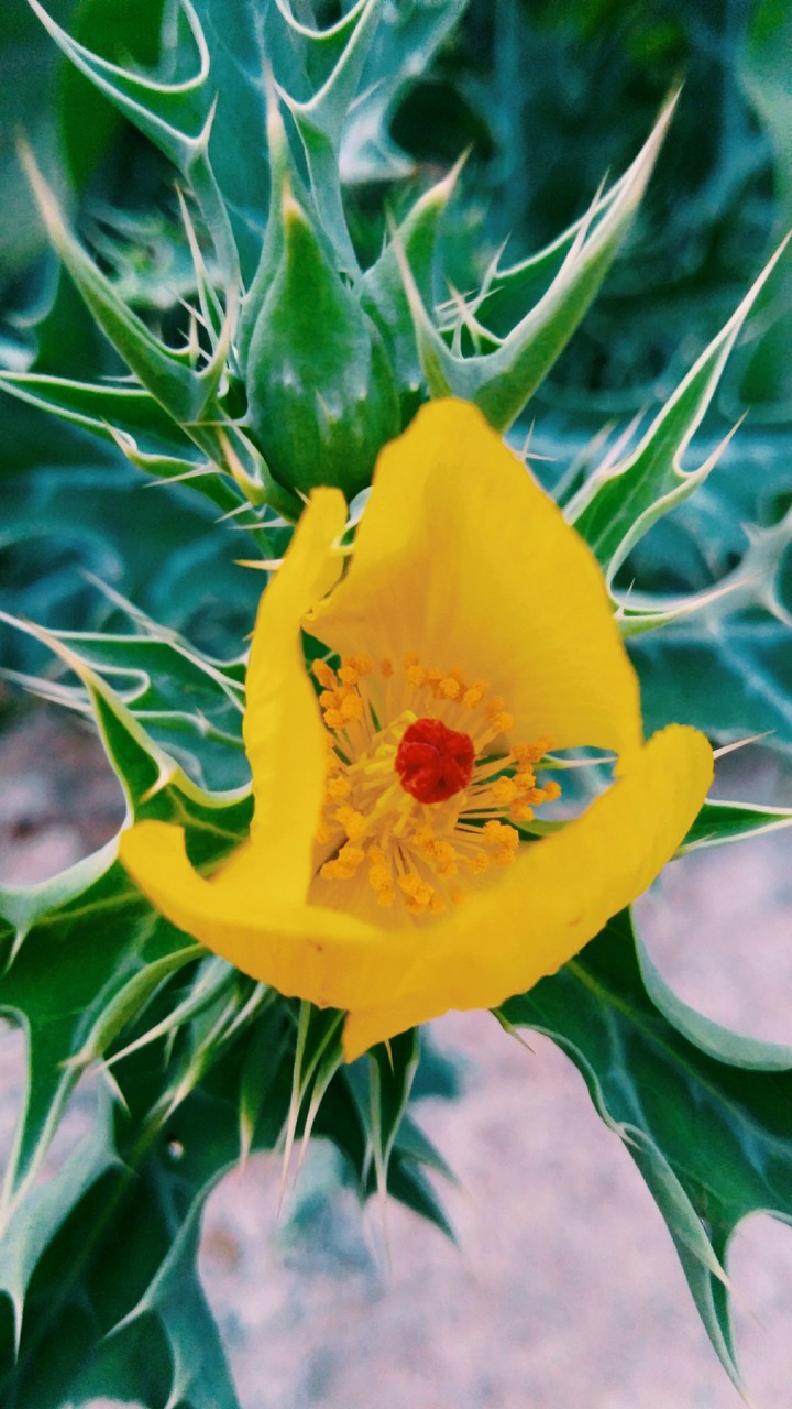 Cactus flower