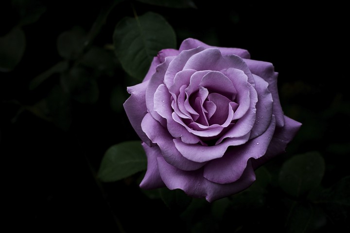 another blossom rose !