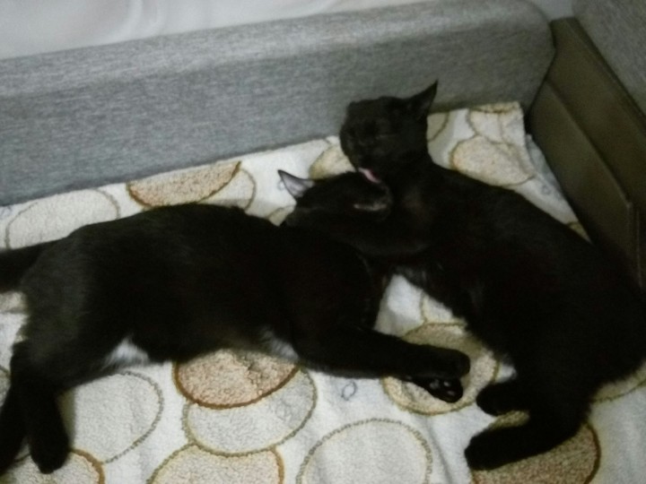 Alice & Lucy