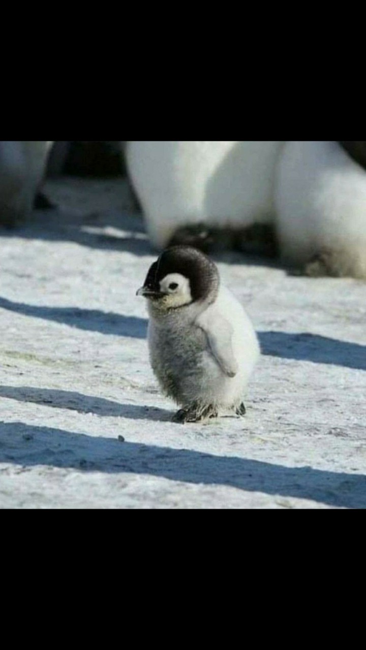 Baby penguin