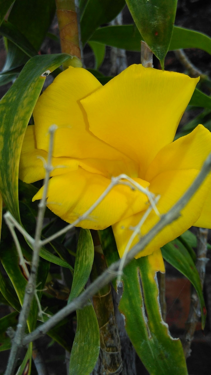yellow flower
