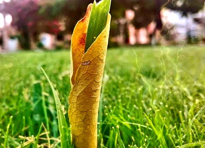 monsoon beauty