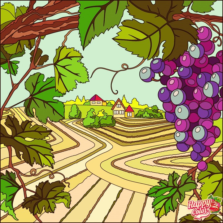 vineyard