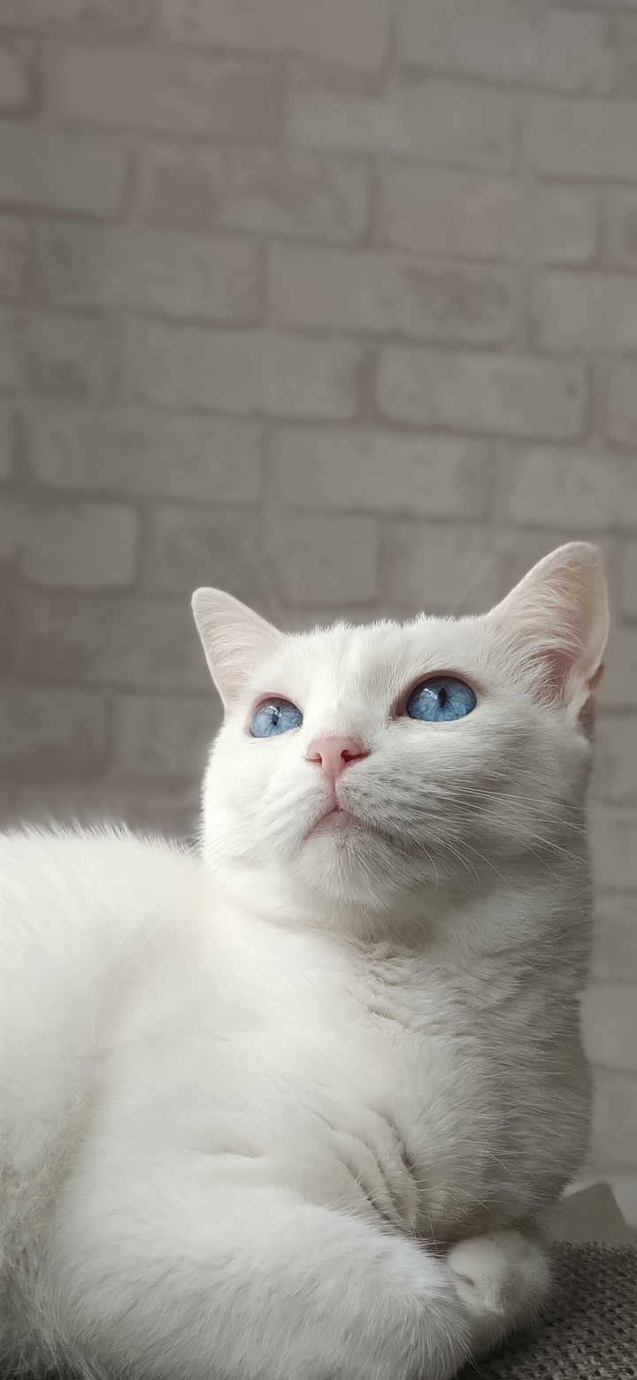 Blue Eyes Cat Name of Zilli