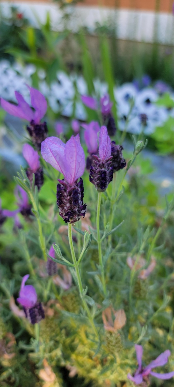 Lavender