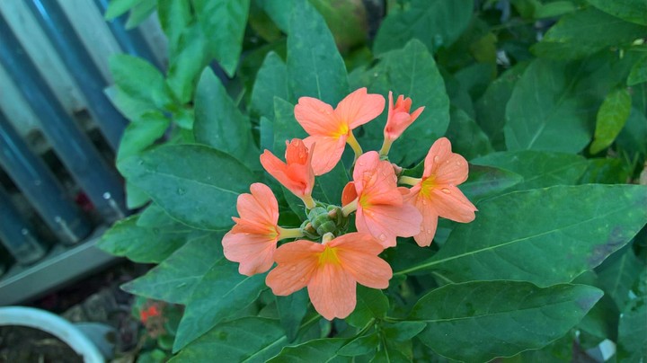 My flowers