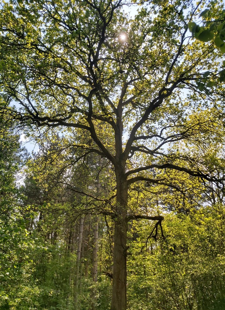 A Tree