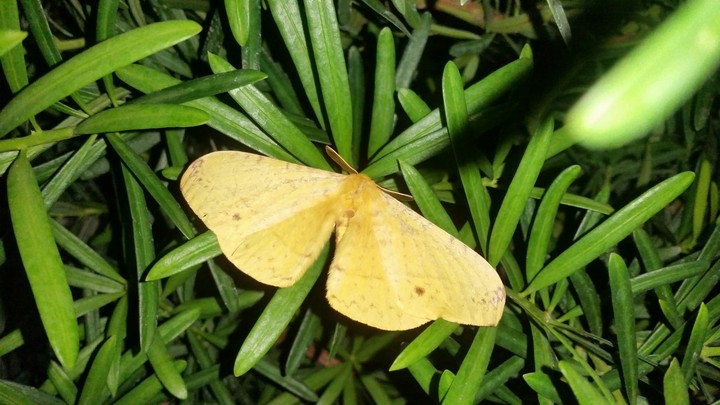 moth