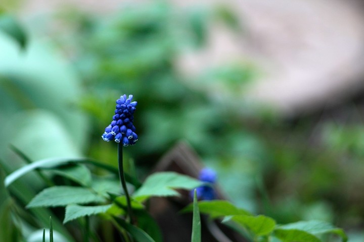 muscari