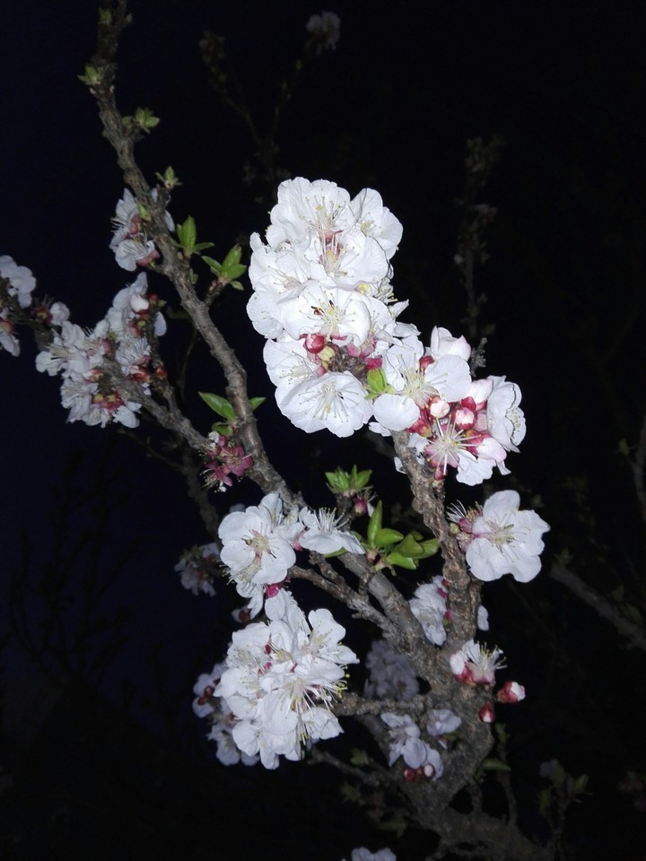 Apricot
