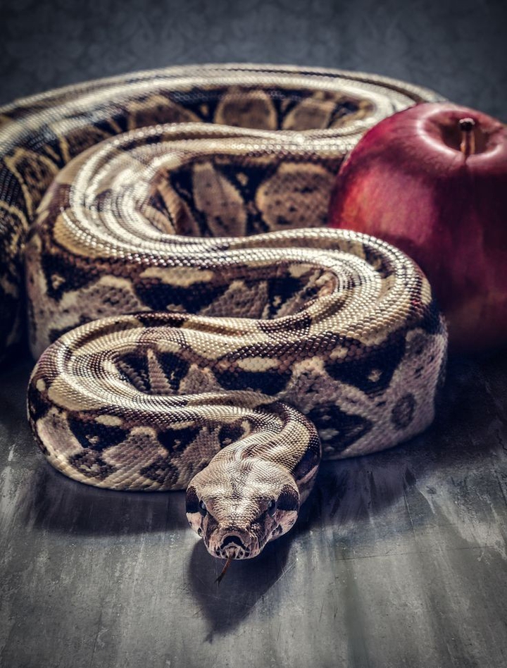 snake