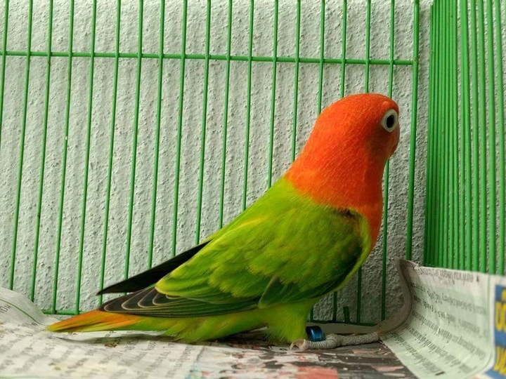 Red​ opaline​