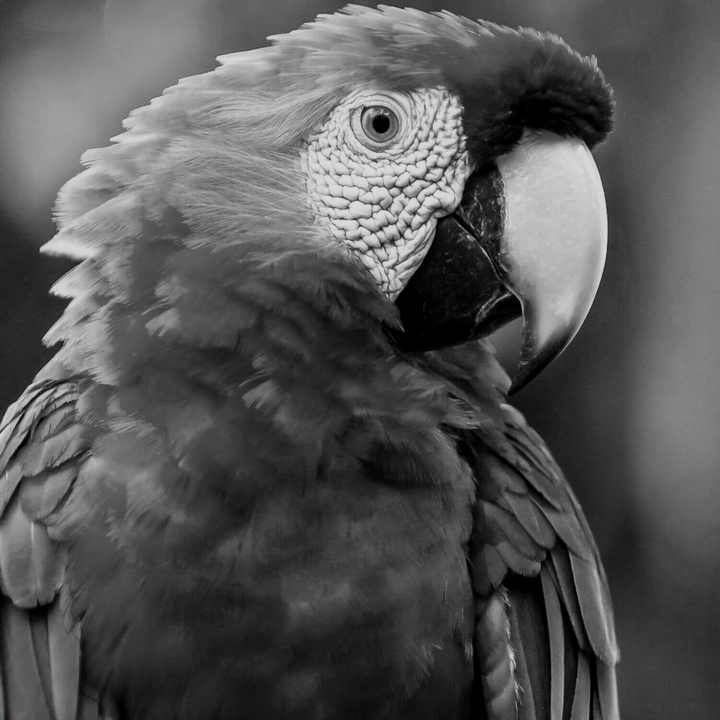parrot ❤❤