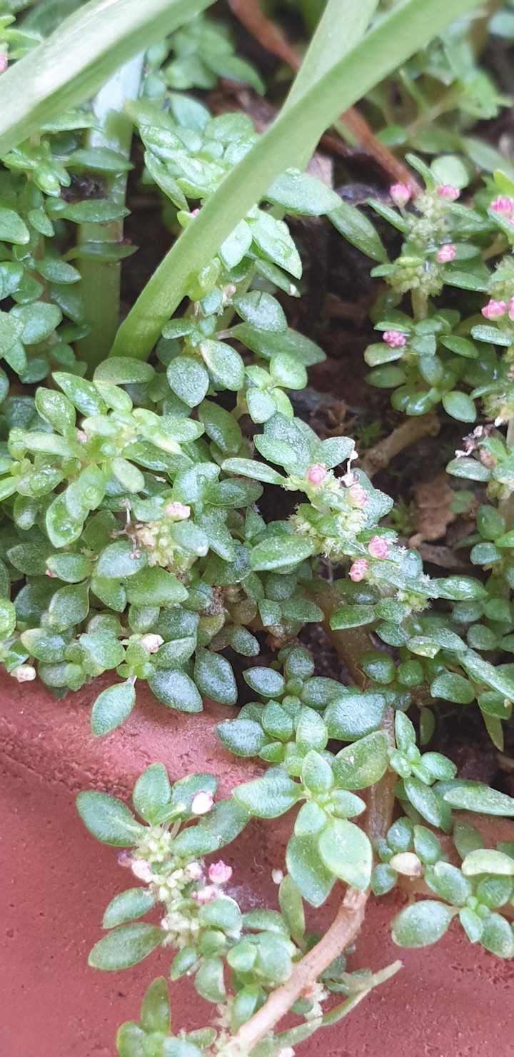 Beautiful leaves