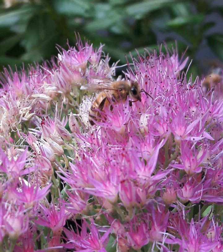 Bee 2