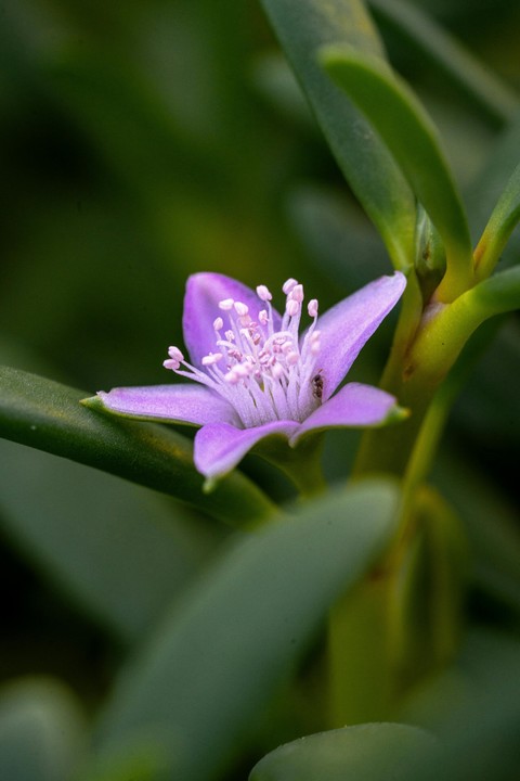 sfondi Close-up, petal