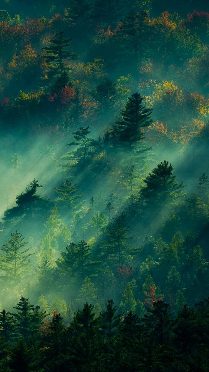 sunshine forest