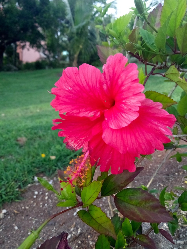 flowersssssss