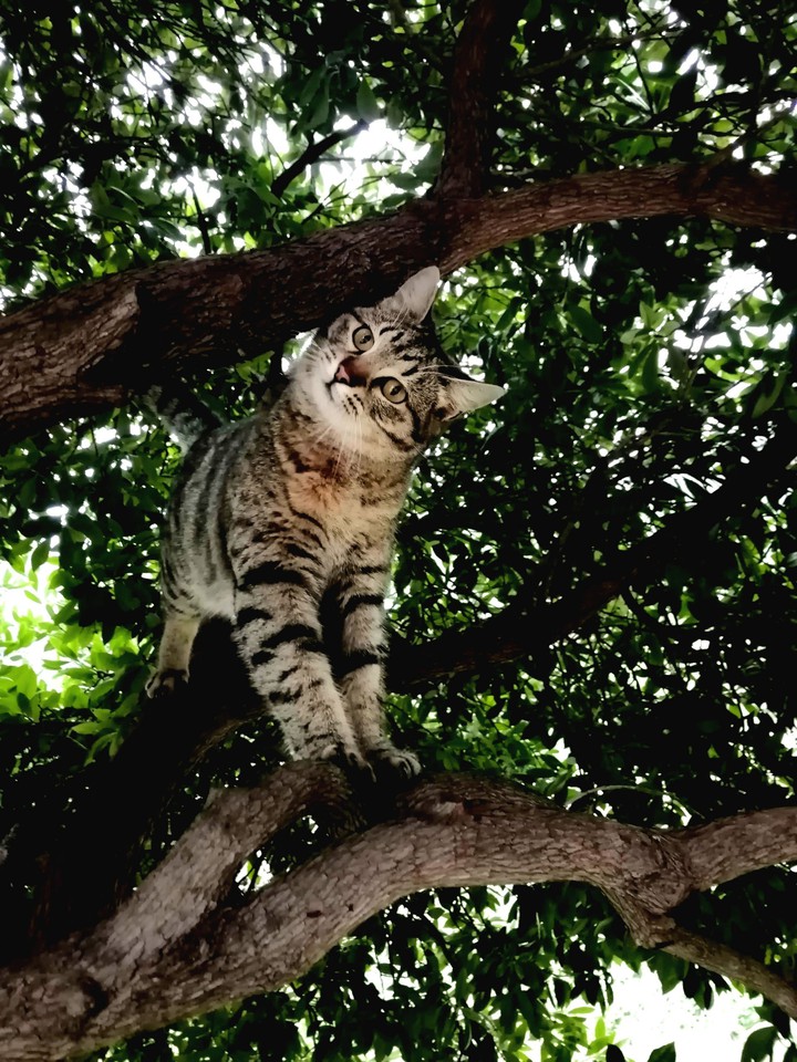 kitten