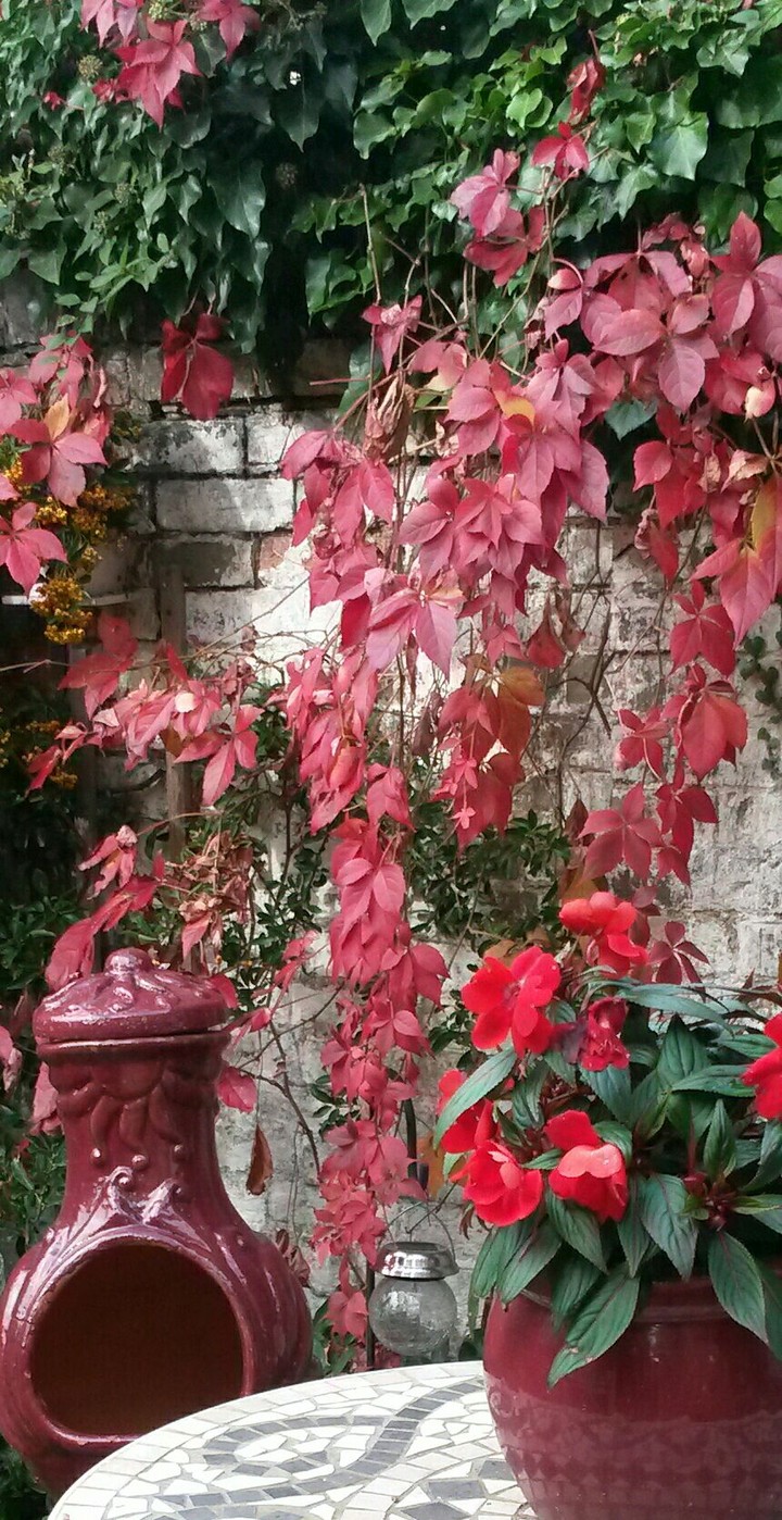 Autumn garden